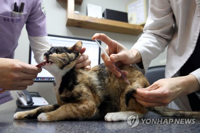 반려동물 치료