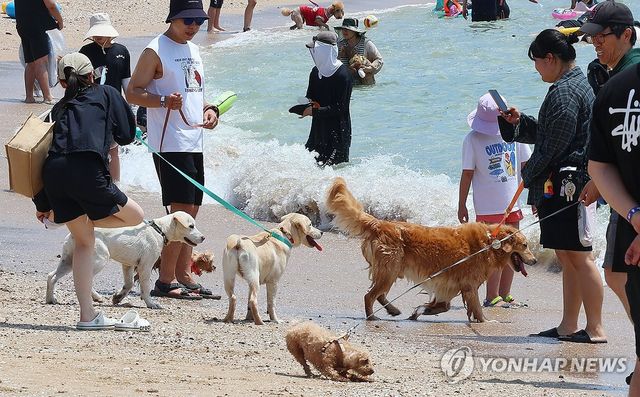 (인천=연합뉴스) 임순석 기자 =전국적으로 폭염이 이어지고 있는 5일 인천 중구 영종도 선녀바위해수욕장에서 열린 '인천 댕댕(반려견) 썸머비치'를 찾은 반려견과 보호자들이 더위를 식히고 있다. 2025.7.5 soonseok02@yna.co.kr