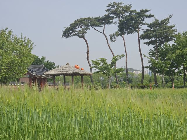 지난해 계양구 청보리밭 모습