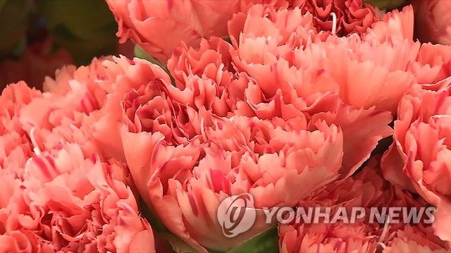 카네이션