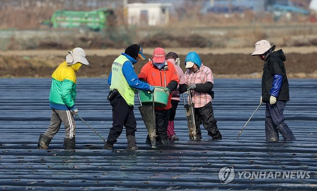감자 파종에 바쁜 농촌 들녘