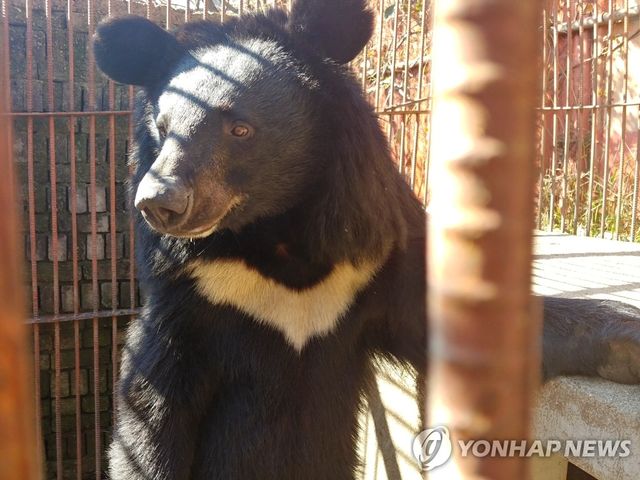 녹색연합이 구출한 반달가슴곰 '반이'