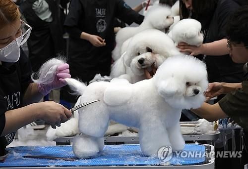 애견 미용콘테스트 자료사진