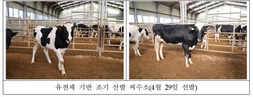 유전체 기반 조기 선발 씨수소