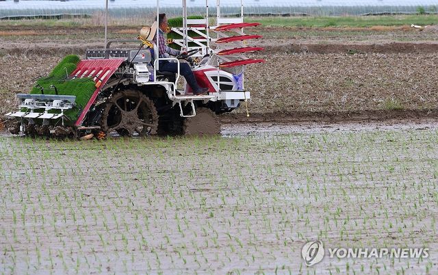 2024년 부산 첫 모내기