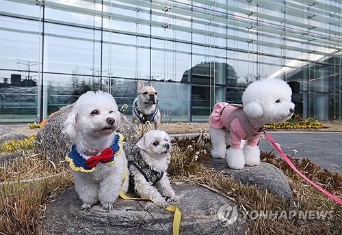 귀여운 반려견