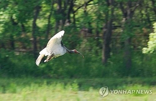 우포따오기 힘찬 날갯짓