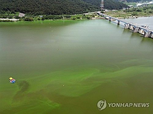 2024년 낙동강 창녕함안보 주변 녹조
