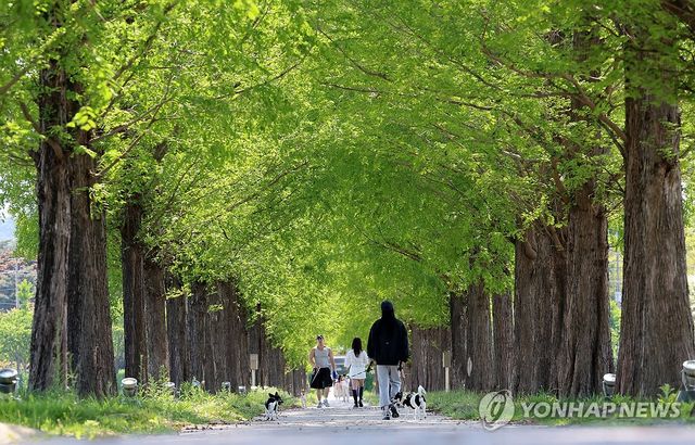 녹음 우거진 길…강릉 경포저류지