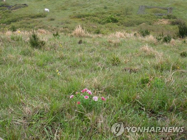 제주 오름에 홀로 핀 피뿌리풀