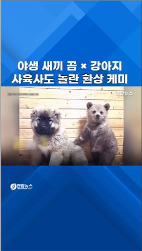[쇼츠] 야생 새끼 곰과 강아지…사육사도 놀란 환상 케미 - 2
