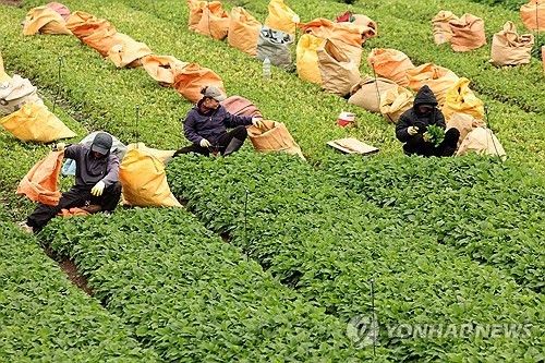 제주는 취나물 수확철
