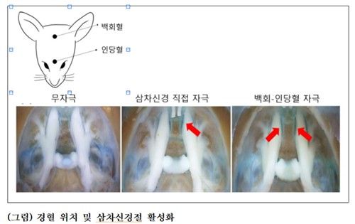연구 모식도
