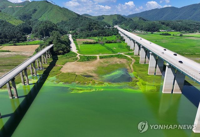 소양호 상류 뒤덮은 녹조(2025년 7월 상황)