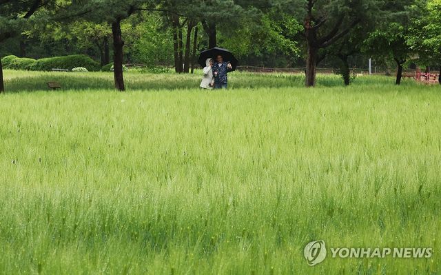 경기 수원시 권선구 탑동시민농장 청보리밭에서 시민들이 산책하고 있다. [연합뉴스 자료사진]