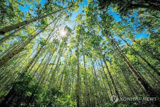 녹음 속 화려한 순백의 자태