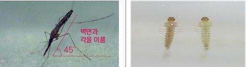 중국얼룩날개모기 암컷 성충(왼쪽)과 유충