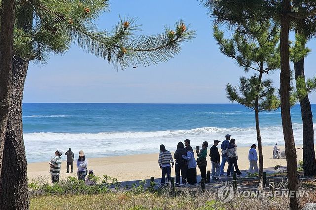 경포해변 해송 그늘서 휴식을