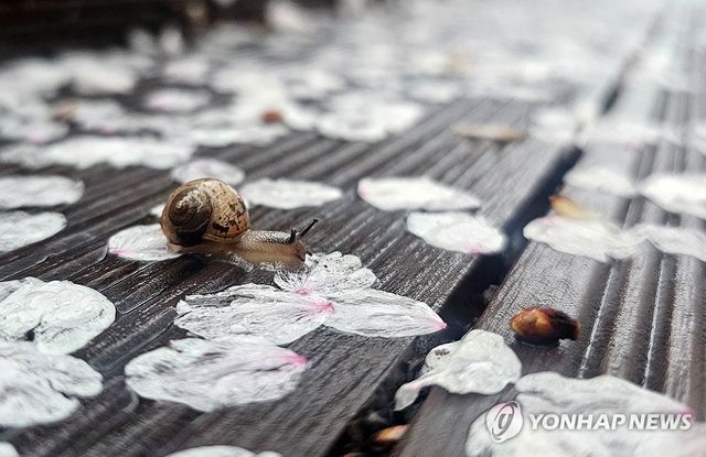 꽃길만 기어요