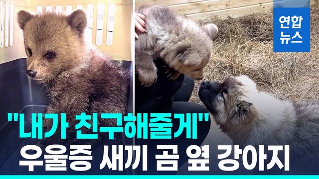 [영상] '나홀로' 새끼 곰의 친구 돼준 강아지…찡한 우정 - 2