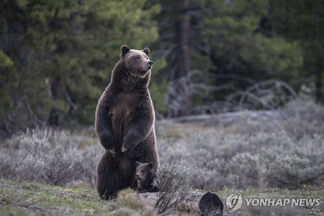 미국의 그리즐리 베어(회색곰)