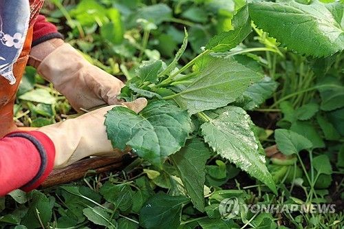 봄철 입맛 사로잡는다