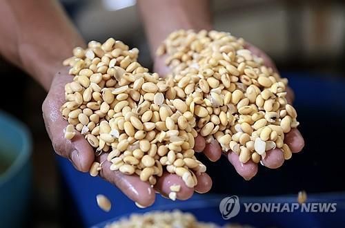 두부 제조에 사용되는 대두 