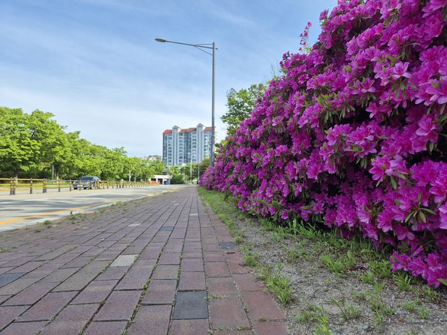 맑은 하늘 속 피어난 영산홍