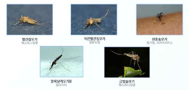 주요 질병 매개 모기