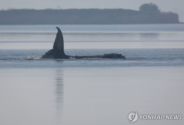 독일에 북부 연안에 좌초했을 당시 고래 '티미'의 모습