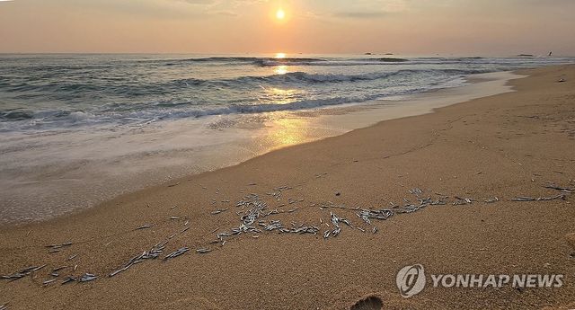 경포해변 멸치떼, 매년 반복되는 동해안 진풍경