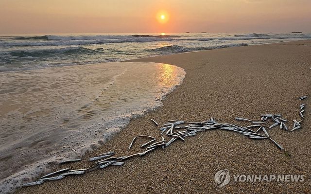 경포해변 밀려온 은빛 멸치떼