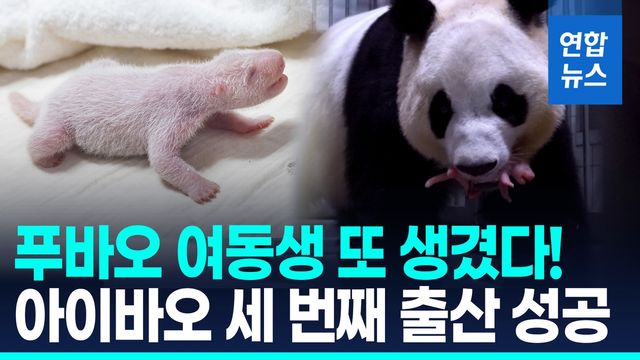 [영상] '푸바오 엄마' 아이바오 세번째 출산…암컷 아기 판다 탄생 - 2