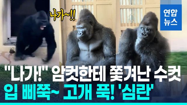 [영상] 암컷과 다툰 뒤 '고개 푹!'…고뇌하는 수컷 고릴라 '인기 폭발' - 2