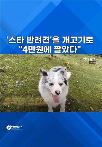 [쇼츠] 중국서 '스타 반려견' 훔쳐 식용 도살 - 2