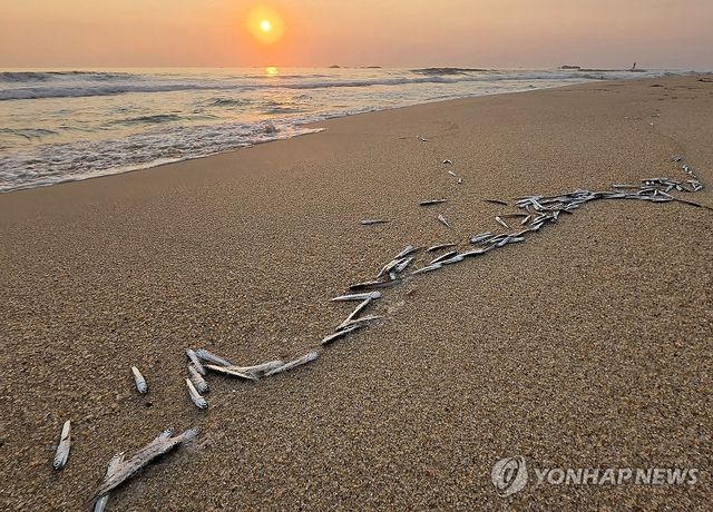 경포해변 밀려온 은빛 멸치떼