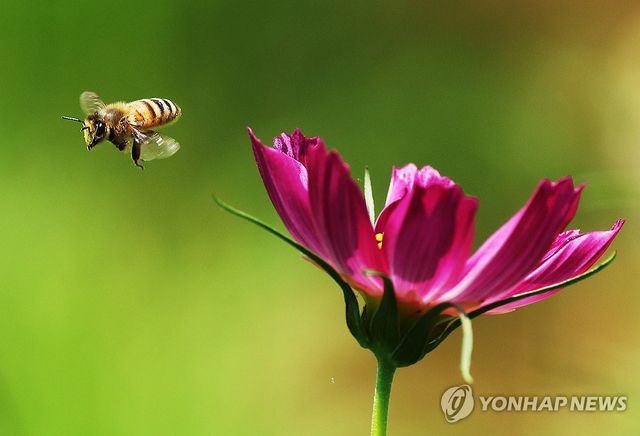 분주한 꿀벌