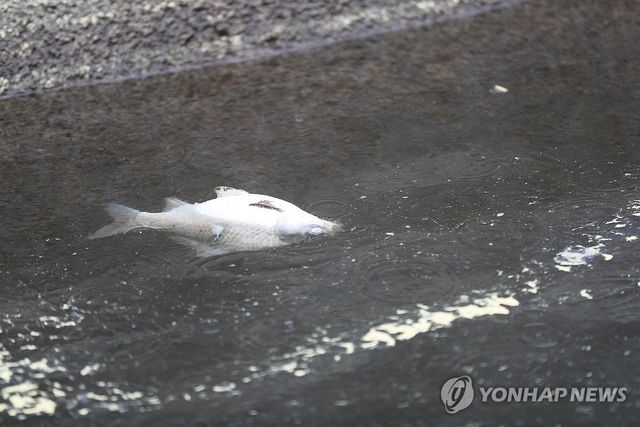 소양호에 떠오른 붕어 폐사체
