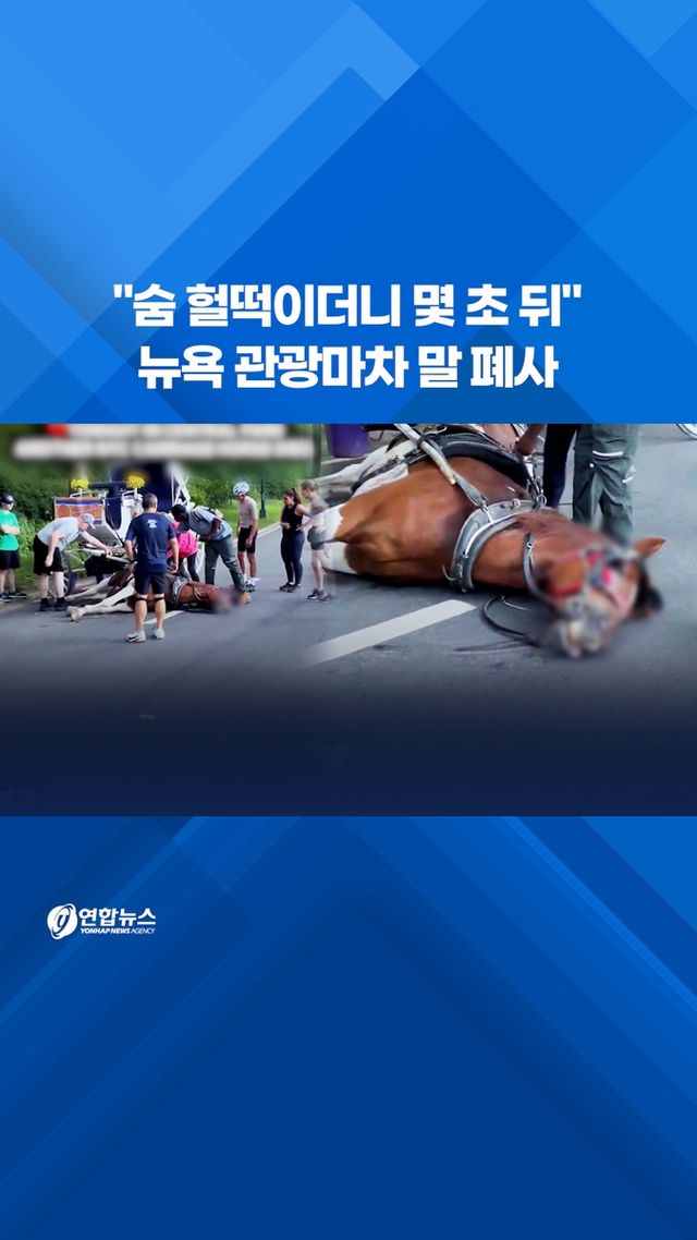 [쇼츠] "숨 헐떡이더니 몇 초 뒤"…뉴욕 관광마차 말 폐사 - 2