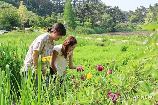 태안 천리포수목원에 여름꽃 만발