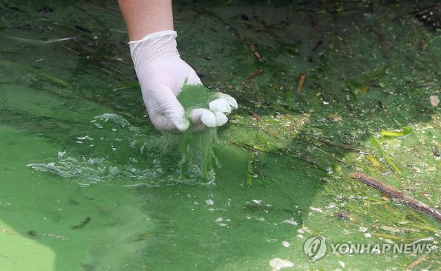 2024년 여름철 낙동강 김해 대동선착장에 발생한 녹조