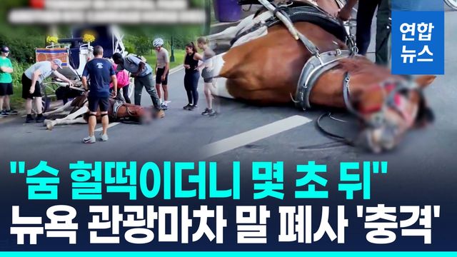 [영상] 승객 2명 태우고 달리다 '픽'…뉴욕 마차 말 또 쓰러져 폐사 - 2