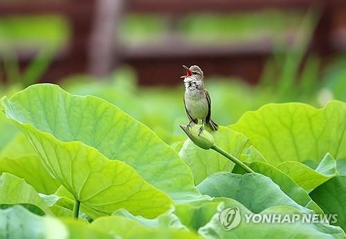 여름 철새 개개비의 애타는 구애 