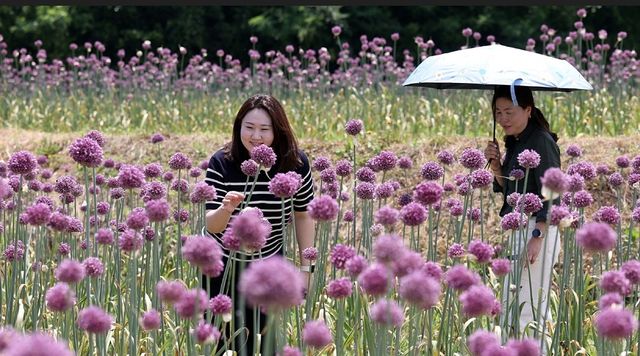 코끼리마늘꽃은 무슨 향일까