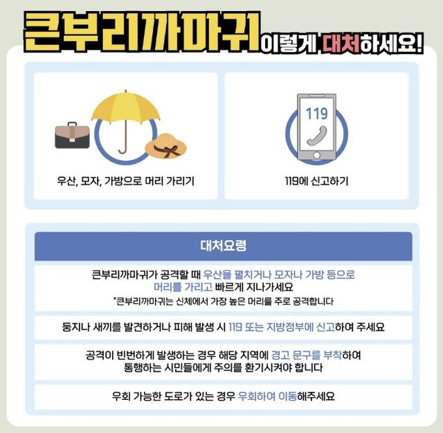 큰부리까마귀, 이렇게 대처하세요