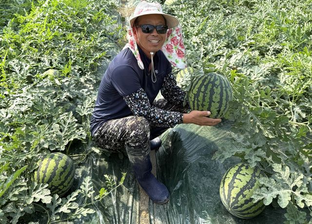 양산수박 출하