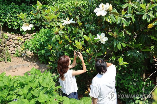 태안 천리포수목원에 여름꽃 만발