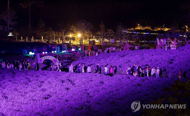 달빛에 더 짙은 보랏빛 라벤더