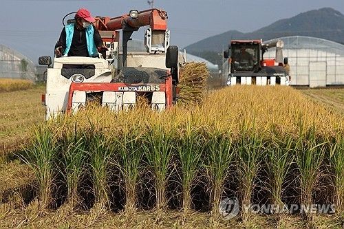 영산강변 들녘에서 농민들이 콤바인으로 벼를 수확하는 모습