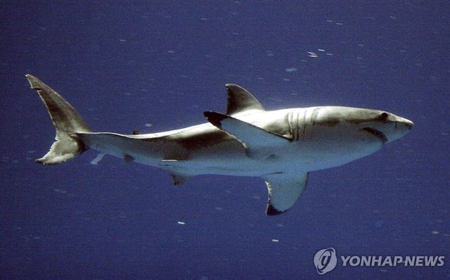백상아리